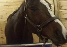 Mercer’s Mark - Gelding in Strongsville, OH Mercer’s Mark - Gelding in Strongsville, OH