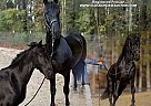 Friesian - Horse for Sale in , GA 30503