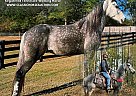 Tennessee Walking - Horse for Sale in GILLSVILLE, GA 30543