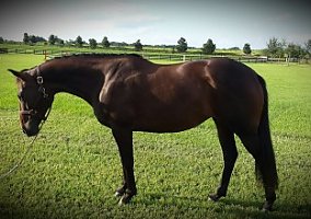 Warmblood (Warmblood, Mare) in Ocala, FL