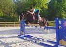 - Mare in Oley, PA - Mare in Oley, PA