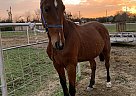 Apollo - Gelding in Cedar Hill, TX Apollo - Gelding in Cedar Hill, TX