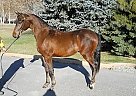Arabian - Horse for Sale in Silt, CO 81652