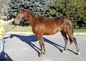 Arabian (Arabian, Stallion) in Silt, CO