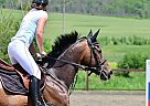 Budyonny - Horse for Sale in Москва, 127560 Budyonny - Horse for Sale in Москва, 127560