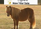 Pony - Horse for Sale in Monett, MO 65708