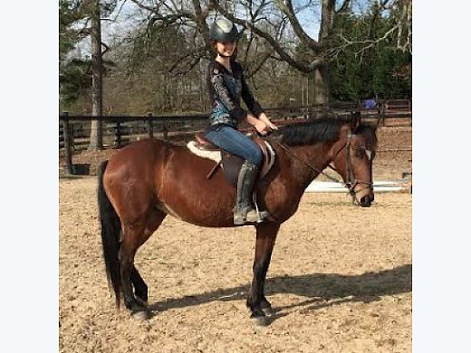 American Icon, Christmas Special: 13h, 11yr Trained Mustang
