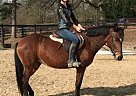 Mustang - Horse for Sale in Gainesville, GA 30507