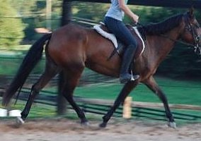 Mustang (Mustang, Mare) in Gainesville, GA