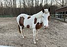 Paint - Horse for Sale in Mt. Olive, NC 28365