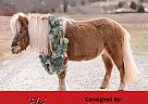 Pony - Horse for Sale in Lebanon, MO 65536