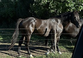Quarter Horse (Quarter Horse, Stallion) in Spearfish, SD