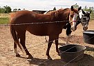 Quarter Horse - Horse for Sale in Casper, WY 82604-91