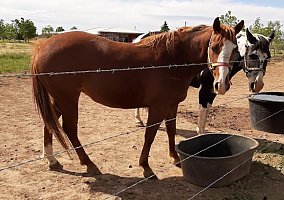 Quarter Horse (Quarter Horse, Mare) in Casper, WY