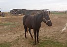 Pony - Horse for Sale in Toppenish, WA 98948