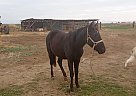 Pony - Horse for Sale in Toppenish, WA 98948 Pony - Horse for Sale in Toppenish, WA 98948