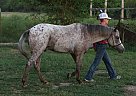 Pony of the Americas - Horse for Sale in , MO 65708