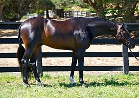 Warmblood (Warmblood, Gelding) in Milldale, CT