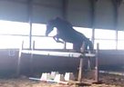 - Mare in Uxbridge, ON - Mare in Uxbridge, ON