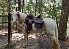 Tennessee Walking Mare for Sale in McDonald, Pennsylvania Tennessee Walking Mare for Sale in McDonald, Pennsylvania