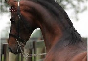 Saddlebred (Saddlebred, Stallion) in Tenino, WA