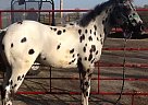 Appaloosa - Horse for Sale in Princeton, IL 61356 Appaloosa - Horse for Sale in Princeton, IL 61356