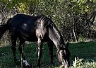 Quarter Horse - Horse for Sale in Spearfish, SD 57783 Quarter Horse - Horse for Sale in Spearfish, SD 57783