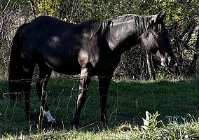Quarter Horse (Quarter Horse, Stallion) in Spearfish, SD