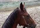 Quarter Horse Mare for Sale in Somerville, Tennessee Quarter Horse Mare for Sale in Somerville, Tennessee