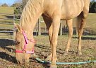 Young Horse Quarter Horse
