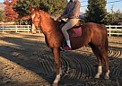 Fancy Prospect Hanoverian Gelding
