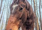 Thoroughbred Gelding for Sale in Stephentown, New York King Ming