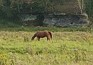 Quarter Horse - Horse for Sale in Richland Center, WI 53581 Quarter Horse - Horse for Sale in Richland Center, WI 53581