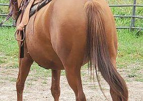Quarter Horse (Quarter Horse, Mare) in Richland Center, WI