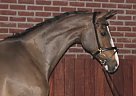 - Horse for Sale in Zeewolde, 3897 - Horse for Sale in Zeewolde, 3897