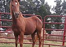 Kays Little Rose - Mare in Somerville, TN Kays Little Rose - Mare in Somerville, TN