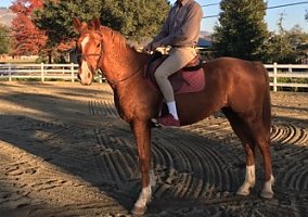 Hanoverian (Hanoverian, Gelding) in Santa Cruz, CA