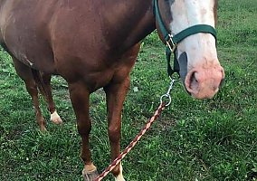 Quarter Horse (Quarter Horse, Gelding) in Lewisburg, TN