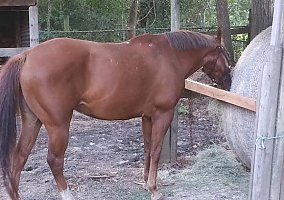 Quarter Horse (Quarter Horse, Gelding) in Beaumont, TX
