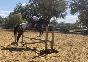 Appaloosa (Appaloosa, Gelding) in Forestbrook, SC