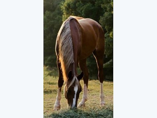 Straight Egyptian Arabian Gelding