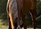 Arabian - Horse for Sale in Greenville, GA 30222
