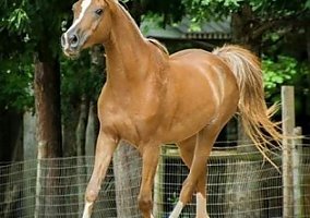 Arabian (Arabian, Stallion) in Greenville, GA