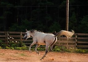 Arabian (Arabian, Stallion) in Greenville, GA