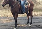 Thoroughbred - Horse for Sale in Searcy, AR 72143 Thoroughbred - Horse for Sale in Searcy, AR 72143