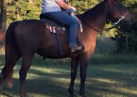 Thoroughbred (Thoroughbred, Gelding) in Searcy, AR