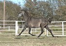Andalusian - Horse for Sale in Roane, TX 75109 Andalusian - Horse for Sale in Roane, TX 75109