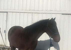 Quarter Horse (Quarter Horse, Mare) in Davis, SD