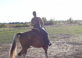 Tennessee Walking Horse (Tennessee Walking Horse, Gelding) in Bay City, MI