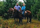 Quarter Horse Mare for Sale in Bemidji, Minnesota Diva